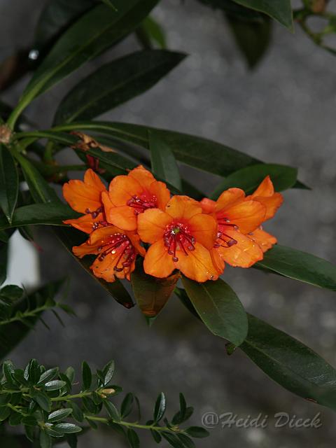 Rhodo Popcorn1.JPG